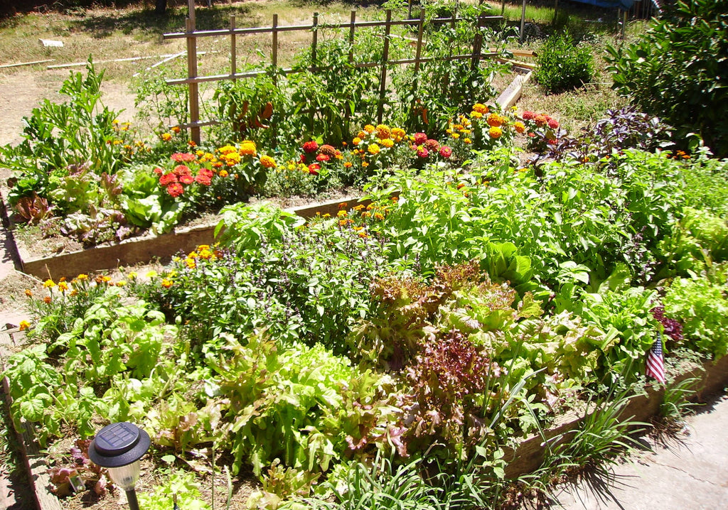 Creating a Raised Bed Garden