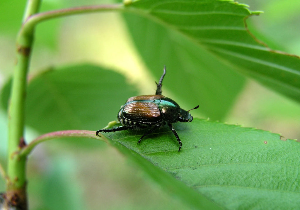 Dealing with Garden Pests