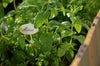 Growing Your Own Herbs